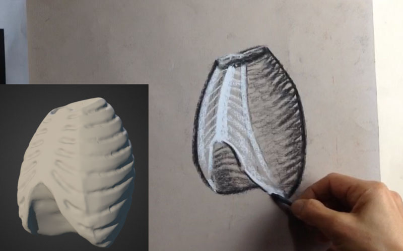 800x500 Ribcages - Rib Cage Drawing