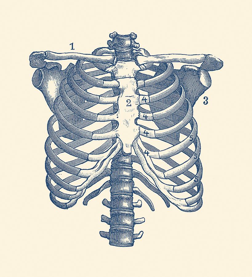 819x900 Shoulder And Rib Cage Diagram - Rib Cage Drawing