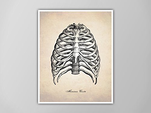 500x375 Human Rib Cage Art Print, Anatomy Drawing Human Ribs - Rib Cage Drawing