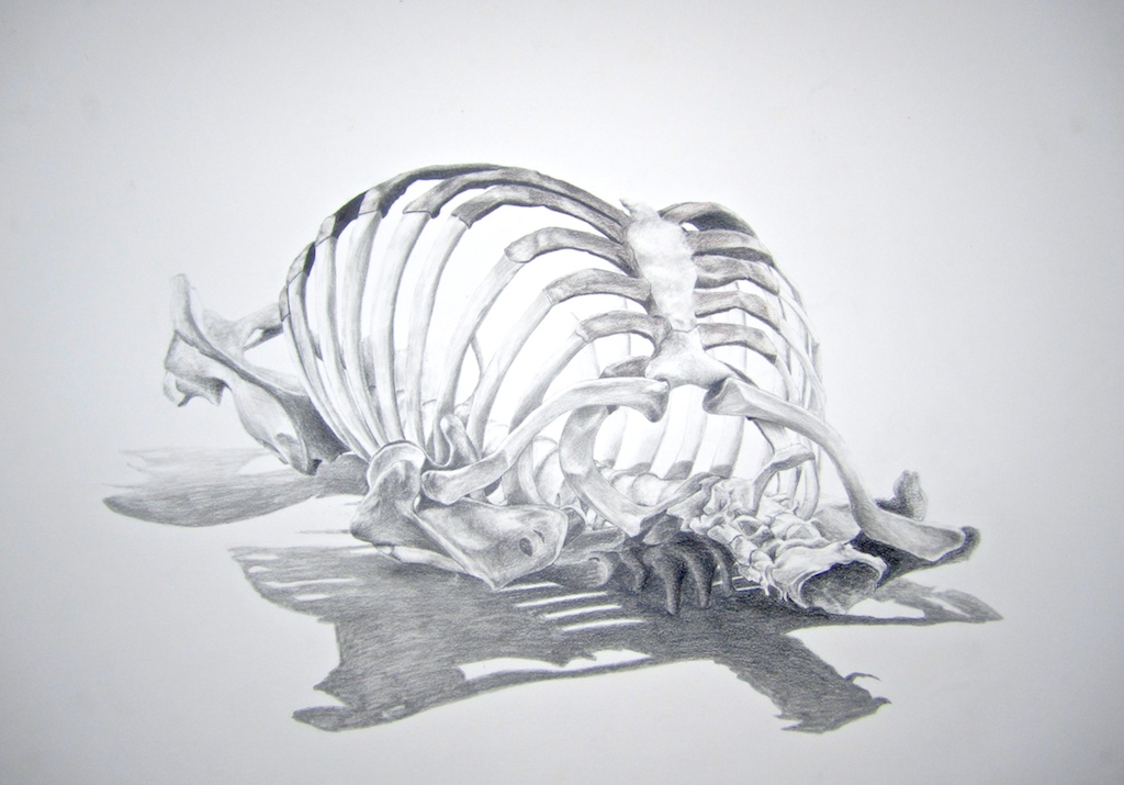 1024x715 Study Of Rib Cage - Rib Cage Drawing