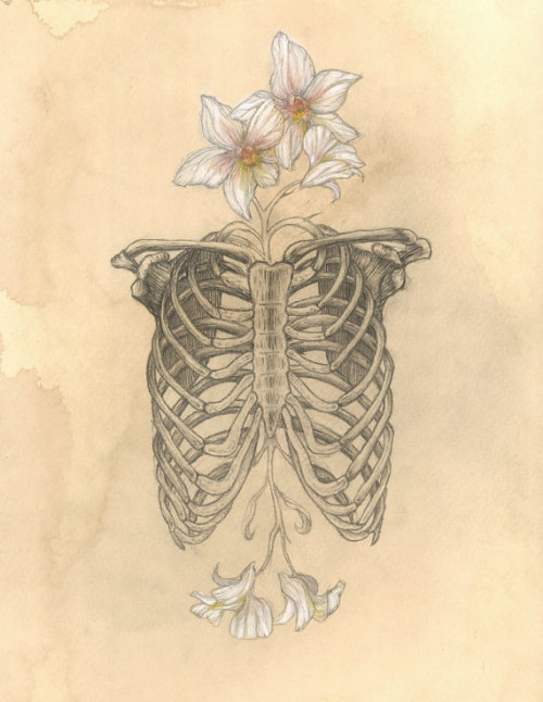500x646 Drawing Flowers Human Skeleton Bones Anatomy Figure Rib Cage - Rib Cage Drawing