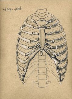 236x324 rib cage drawing inspiration anatomy art, anatomy tattoo - Rib Cage Drawing