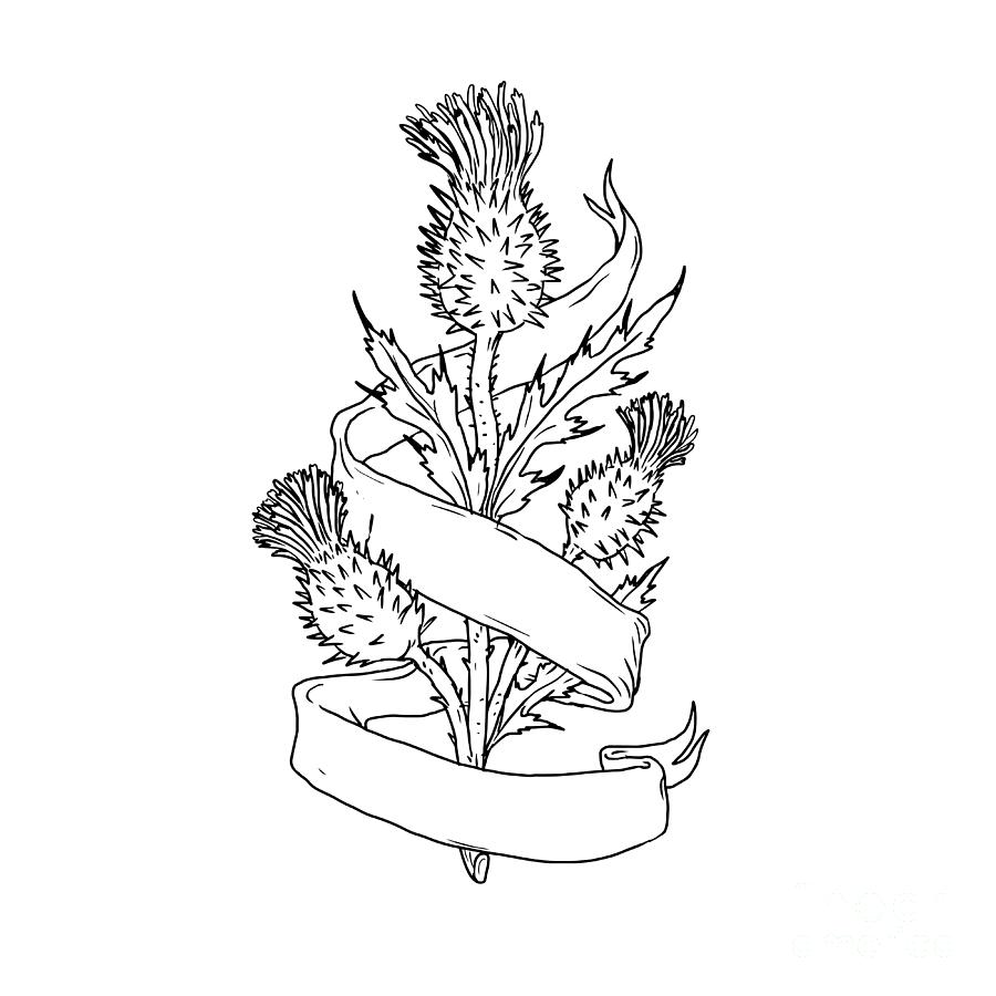 900x900 Scottish Thistle With Ribbon Drawing Black And White Digital Art - Ribbon Art Drawing