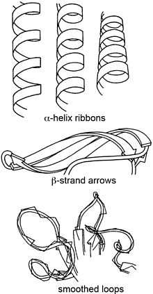 220x423 Ribbon Diagram - Ribbon Drawing