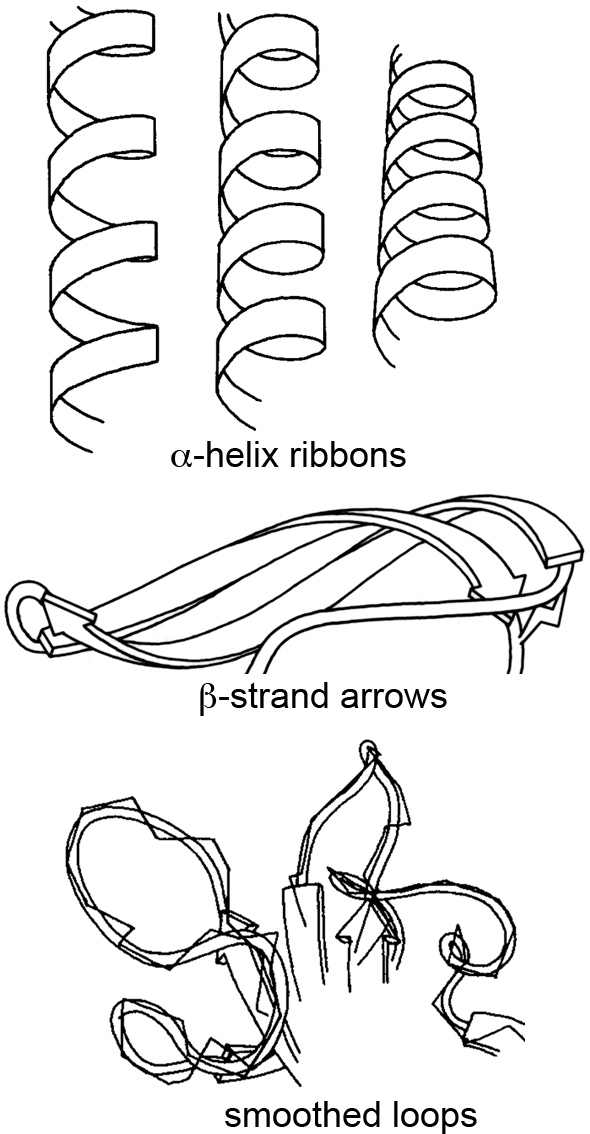 590x1134 Ribbon Diagram - Ribbon Drawing
