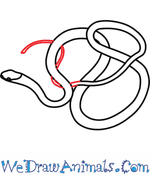 300x350 how to draw an eastern ribbon snake - Ribbon Line Drawing