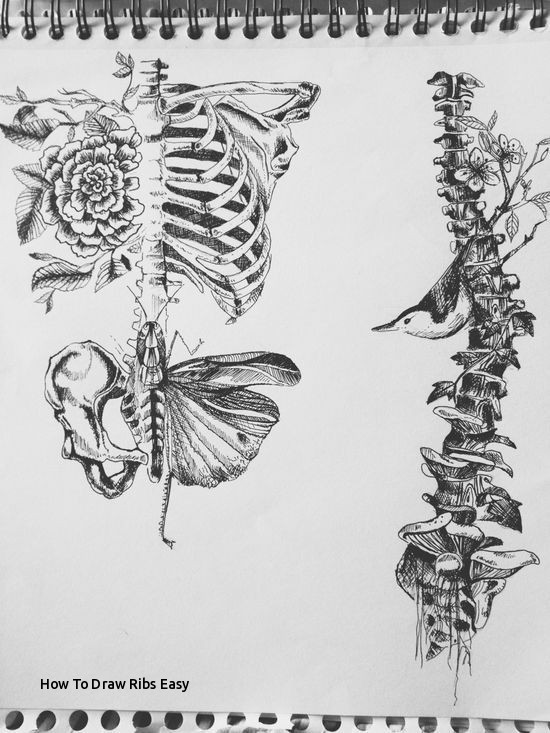550x733 Magical - Ribs Drawing