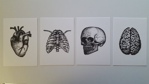 570x321 Anatomical Drawing Postcard Prints Heart Skull Brain Ribs Etsy - Ribs Drawing