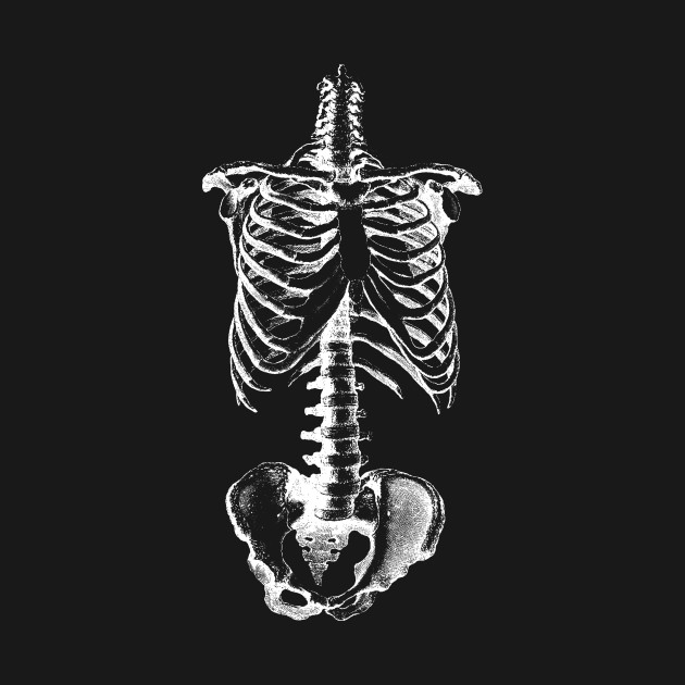 630x630 Skeleton Drawing Of Ribs Torso And Pelvis - Ribs Drawing