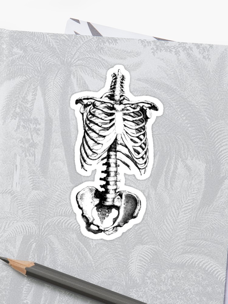 750x1000 Sleleton Drawing Of Ribs, Torso And Pelvis Sticker - Ribs Drawing
