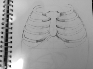 320x240 Ribs Drawings On Paigeeworld Pictures Of Ribs - Ribs Drawing