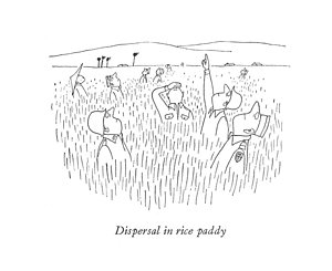 300x245 dispersal in rice paddy drawing - Rice Drawing
