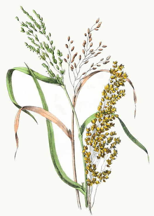 526x737 rice millet drawing - Rice Drawing