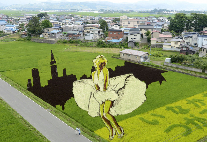 800x549 draw on the paddy fields - Rice Field Drawing