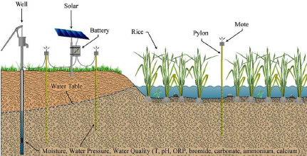 431x220 illustration of our deployment in a rice field in bangladesh - Rice Field Drawing