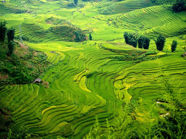 Rice Field Drawing at PaintingValley.com | Explore collection of Rice ...