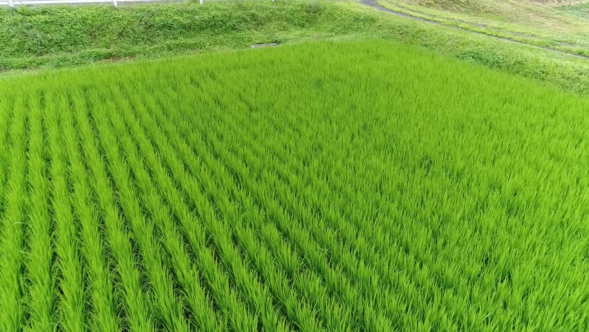 852x480 shooting japanese rice field with stock footage video - Rice Field Drawing