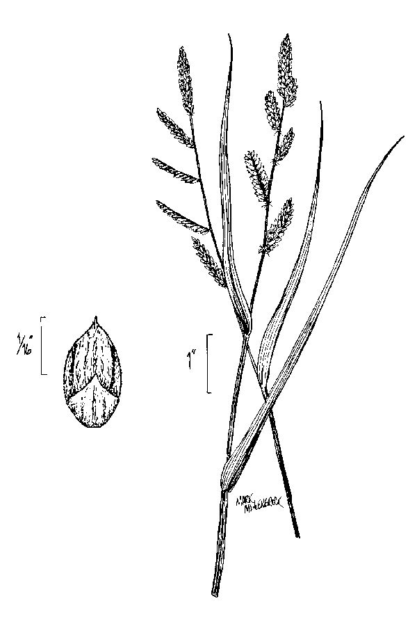 600x900 Large Image For Echinochloa Colona - Rice Plant Drawing