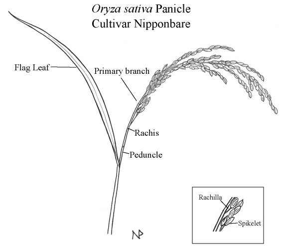 576x493 Oryza Illustrations - Rice Plant Drawing