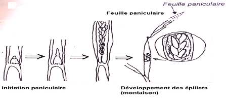 447x207 R I C E H U B - Rice Plant Drawing