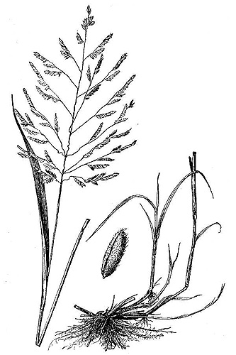 333x500 rice cutgrass, leersia oryzoides - Rice Plant Drawing