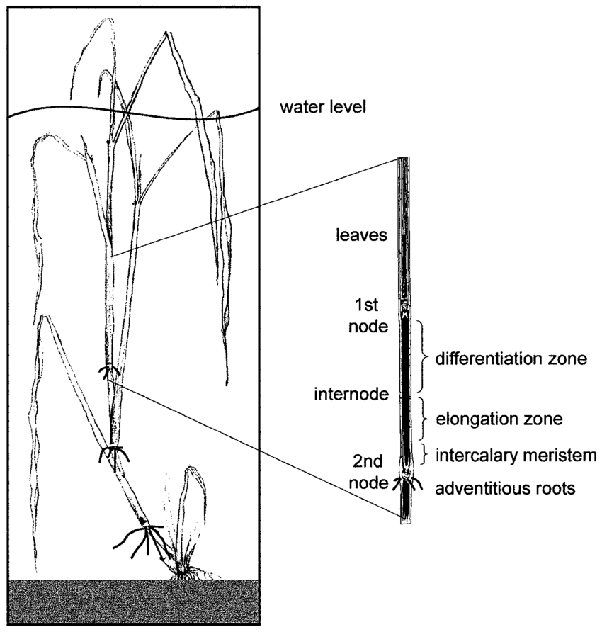 850x892 schematic drawing of a partially submerged deepwater rice plant - Rice Plant Drawing