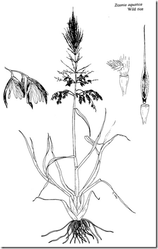 307x484 wild rice - Rice Plant Drawing
