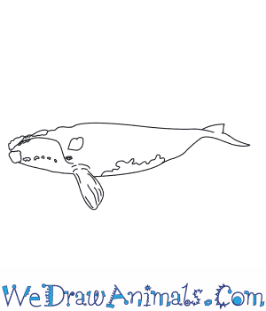 300x350 how to draw a north pacific right whale - Right Drawing