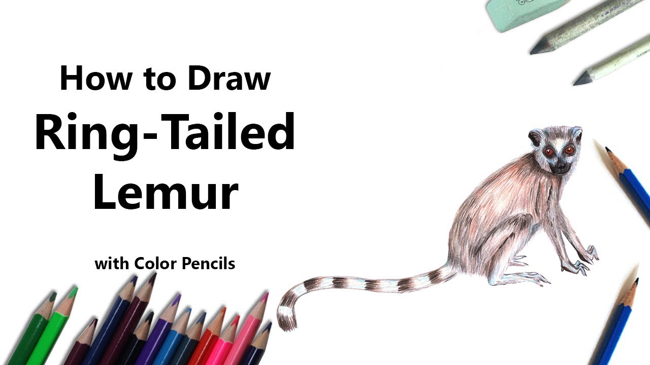 1280x720 how to draw a ring tailed lemur with color pencils - Ring Tailed Lemur Drawing