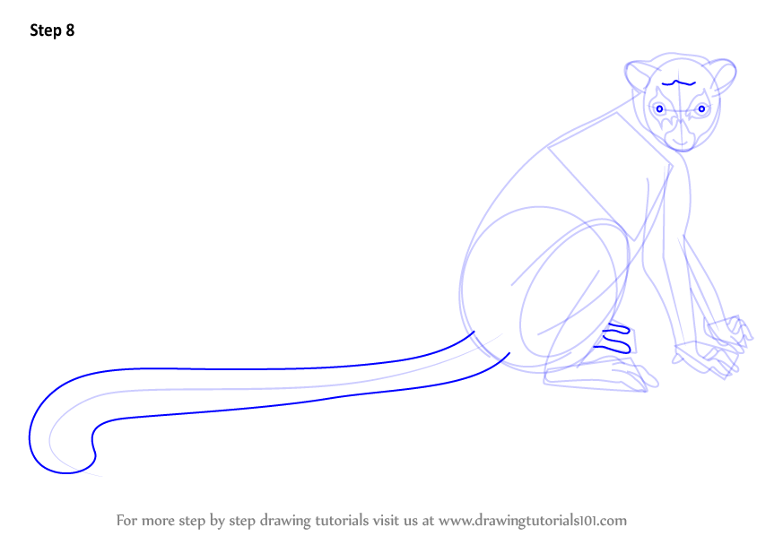 844x598 learn how to draw a ring tailed lemur - Ring Tailed Lemur Drawing
