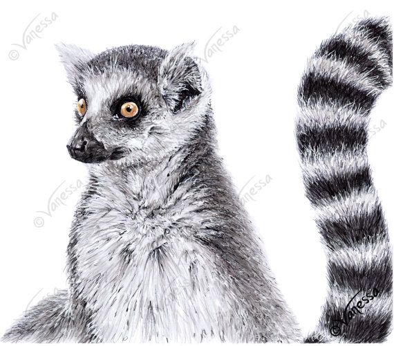 570x500 original signed full colour drawing of ring tailed lemur - Ring Tailed Lemur Drawing