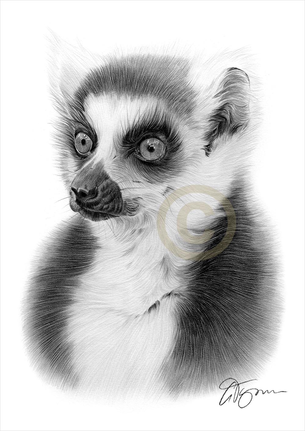 Ring Tailed Lemur Drawing at Explore collection of