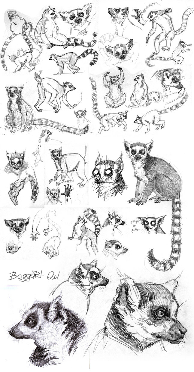 646x1236 lemur drawing draw for free download - Ring Tailed Lemur Drawing