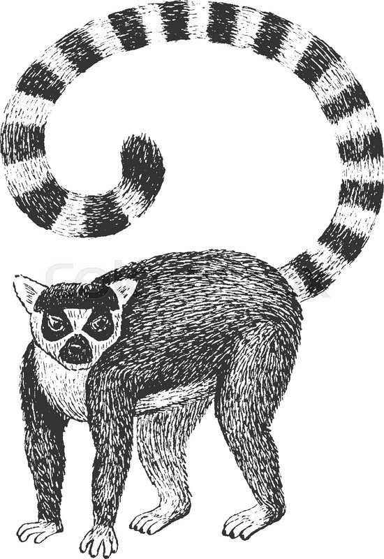 550x800 ring tailed lemur - Ring Tailed Lemur Drawing