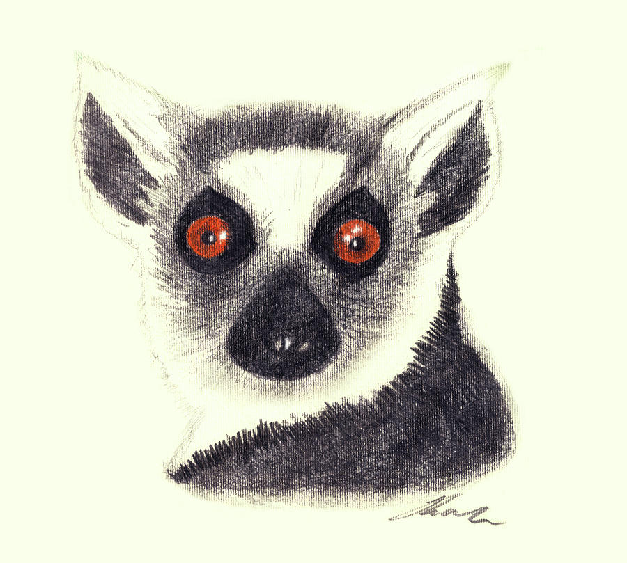 900x809 ring tailed lemur drawing - Ring Tailed Lemur Drawing