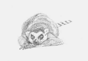 375x261 ring tailed lemur drawing - Ring Tailed Lemur Drawing