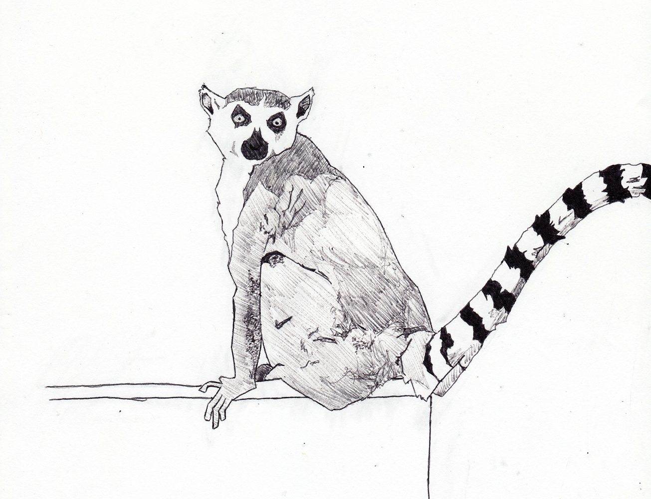 1305x1000 ring tailed lemur the gentleman scientist - Ring Tailed Lemur Drawing