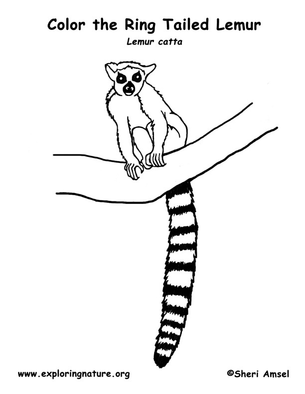 612x792 ring tailed lemur coloring page - Ring Tailed Lemur Drawing
