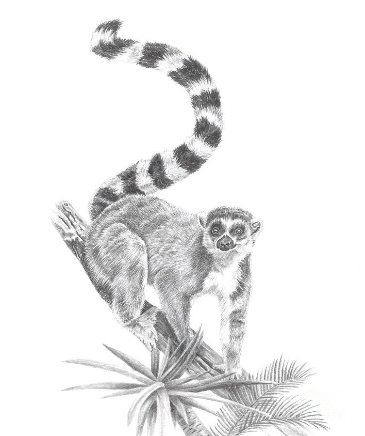 752x900 ring tailed lemur drawing - Ring Tailed Lemur Drawing