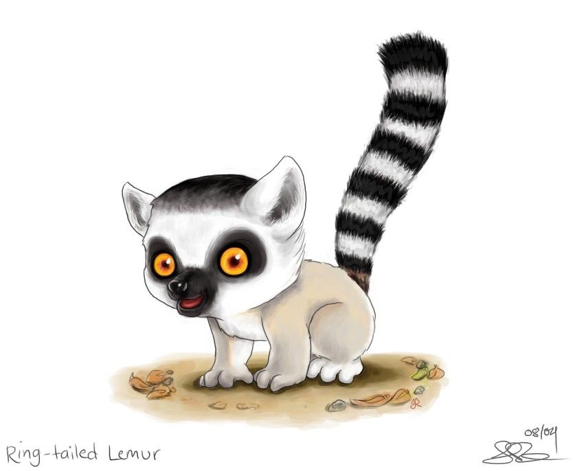 834x686 cute critters cartoon hayvan resimleri, anime hayvan - Ring Tailed Lemur Drawing