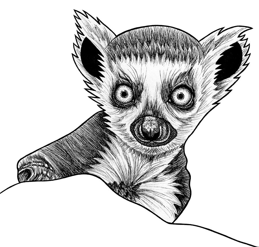 Ring Tailed Lemur Drawing at PaintingValley.com | Explore collection of ...