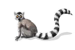 300x200 how to draw a lemur - Ring Tailed Lemur Drawing