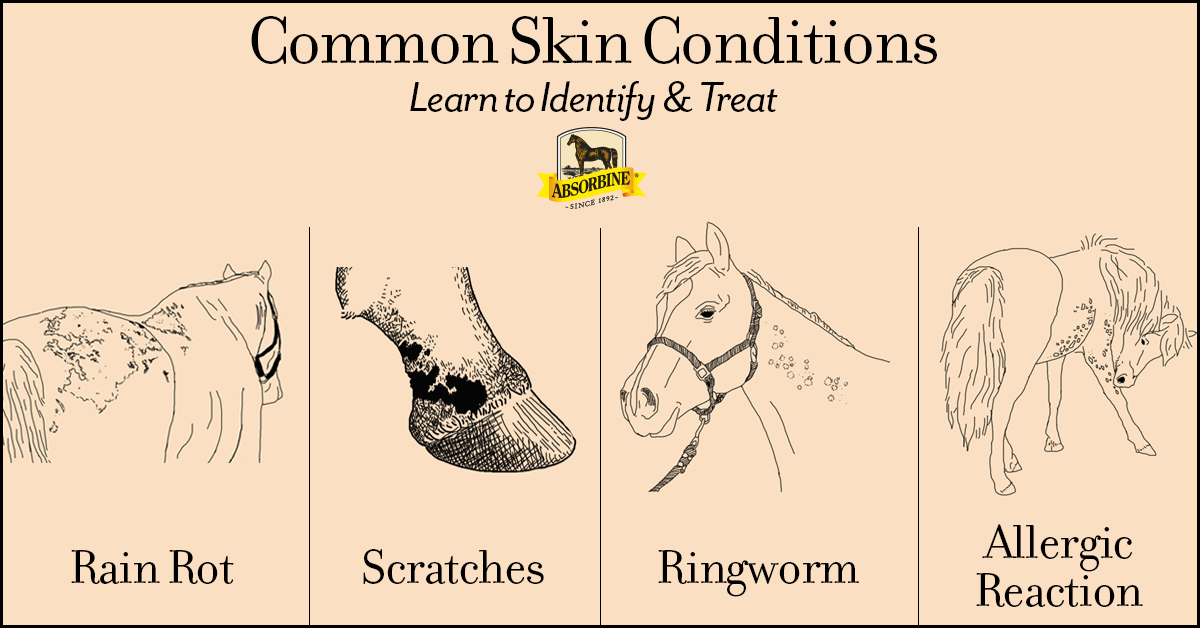 1200x628 identify, treat prevent skin conditions on horses absorbine - Ringworm Drawing