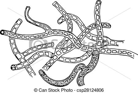 450x303 microsporon furfur, vintage engraving microsporon furfur, vintage - Ringworm Drawing