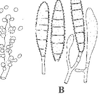 320x320 pdf fungal infections - Ringworm Drawing