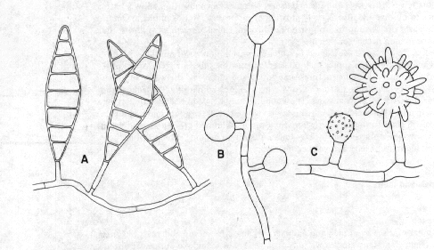 487x281 Where Moulds Are Found - Ringworm Drawing