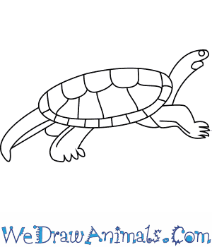 300x350 How To Draw A Mary River Turtle - River Line Drawing