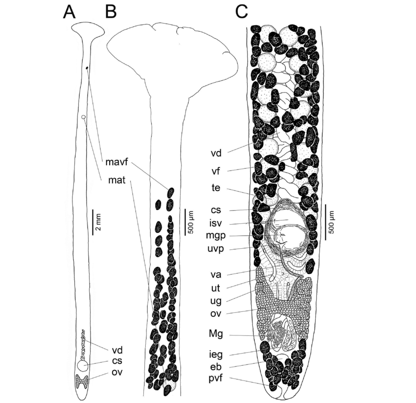 850x823 line drawing of caryophyllaeus laticeps from freshwater bream - River Line Drawing