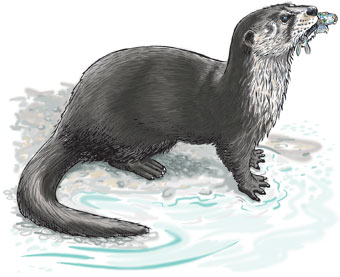 340x277 northern river otter az hunter - River Otter Drawing