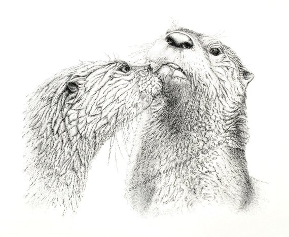 570x468 river otters pen and ink drawing print signed - River Otter Drawing